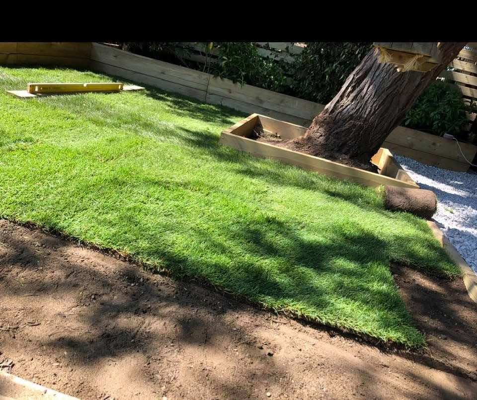 Fresh turf laid around mature tree